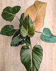 Philodendron 'Summer Glory'