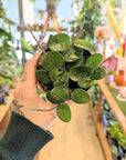 Hoya 'Mathilde Splash' | Baby Plants