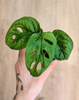 Monstera 'Monkey Mask' | Baby Plants