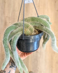 Kaktus Hildewintera Colademononis (Katzenschwanz)