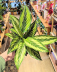 Calathea 'Beautystar'