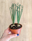 Albuca Spiralis 'Frizzle Sizzle'