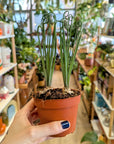 Albuca Spiralis 'Frizzle Sizzle'
