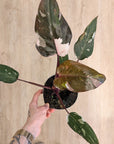 Philodendron 'Red Anderson'