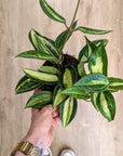 Hoya 'Pot of Gold'