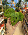 Monstera 'Monkey Mask' | Baby Plants