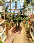 Zamioculcas zamiifolia 'Zenzi'