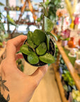 Hoya 'Mathilde Splash' | Baby Plants