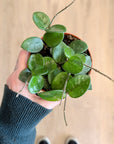Hoya 'Mathilde Splash' | Baby Plants