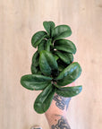 Zamioculcas zamiifolia 'Zenzi'