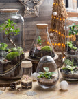 Anna Terrarium - Size S