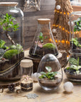 Anna Terrarium - Größe M