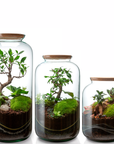 Terrarium Jeanne - Bonsaï XL