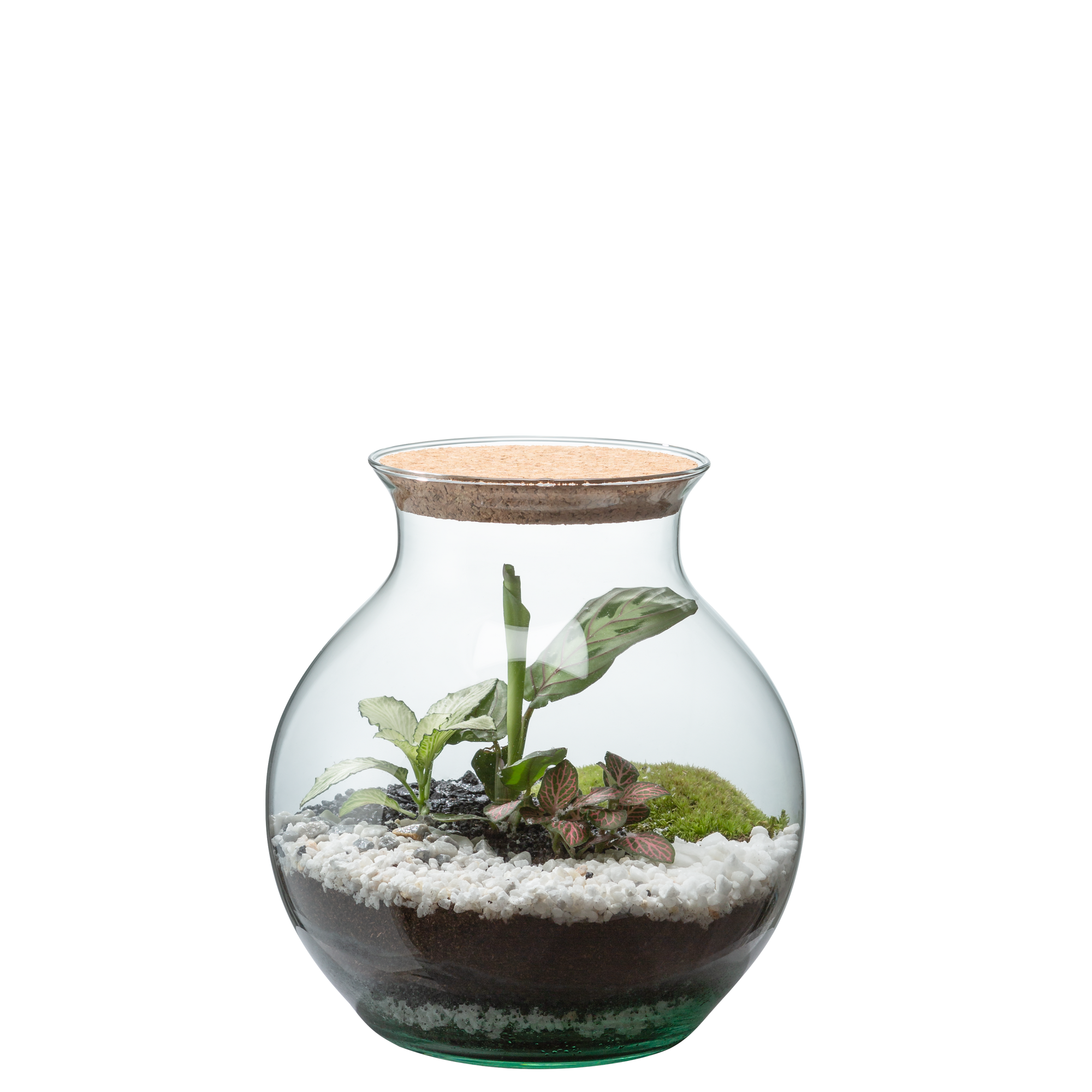 🍃 Atelier Terrarium Carl ou Anna - Taille S 🍃