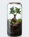 Carl Terrarium - Größe L