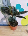 Calathea Sanderiana 'Ornata' (Plusieurs options)