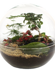 Amélia Terrarium - Größe L