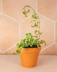 Mini tuteur Doré - Perch | Botanopia