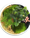 Amélia Terrarium - Größe L