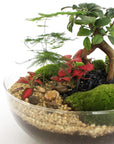 Amélia Terrarium - Größe L