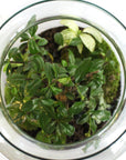 Jeanne Terrarium - Größe M