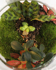 Jeanne Terrarium - Größe S