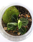 Carl Terrarium - Size S