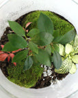 Carl Terrarium - Größe M