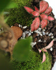 Carl Terrarium - Größe M