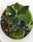 Carl Terrarium - Größe L
