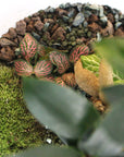 Carl Terrarium - Größe L