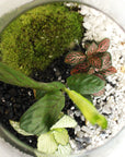Anna Terrarium - Size S