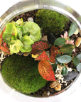 Anna Terrarium - Größe M