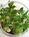 Terrarium Jeanne - Bonsaï XL
