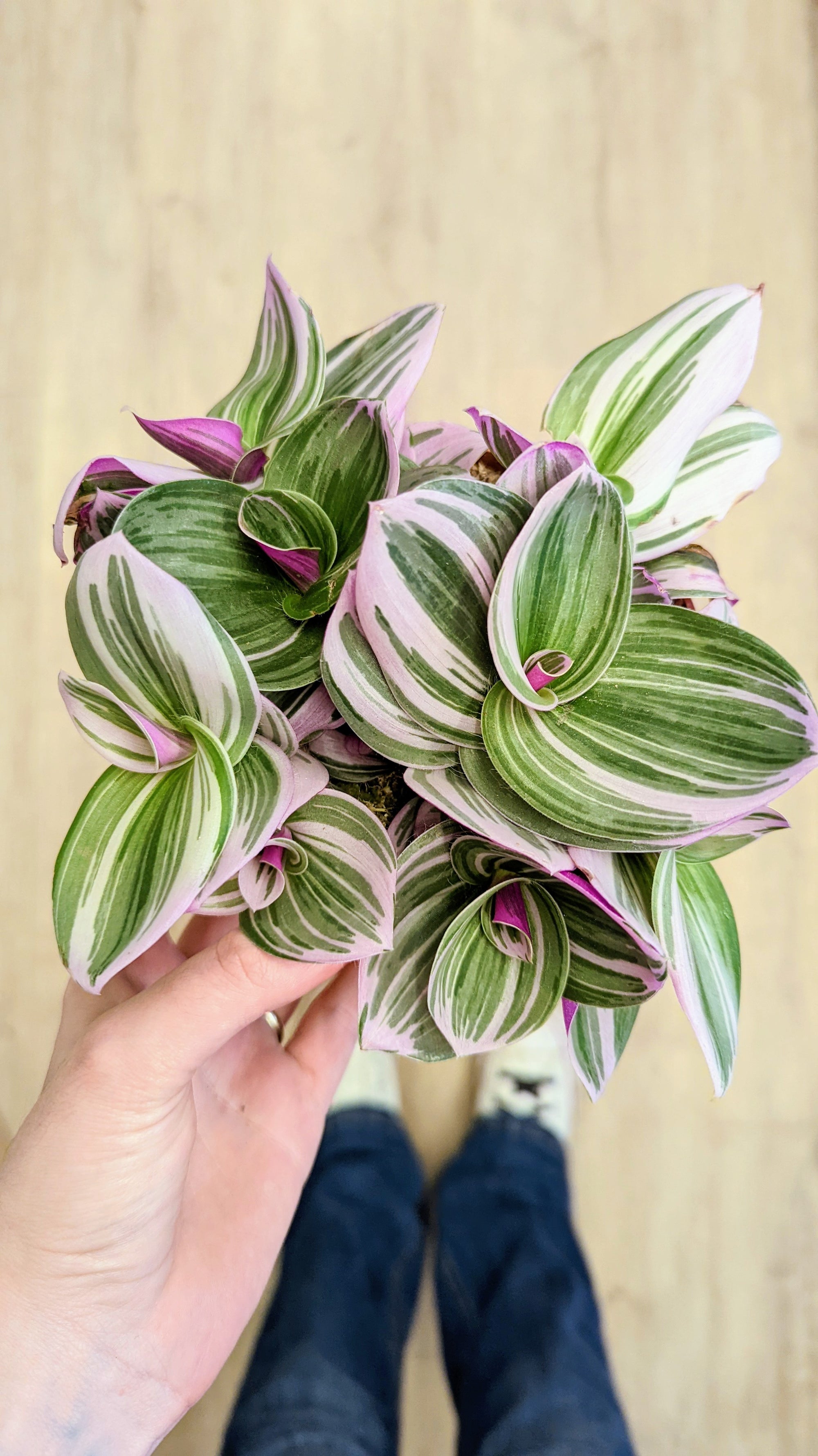 Tradescantia Albiflora 'Nanouk'