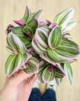 Tradescantia Albiflora 'Nanouk'
