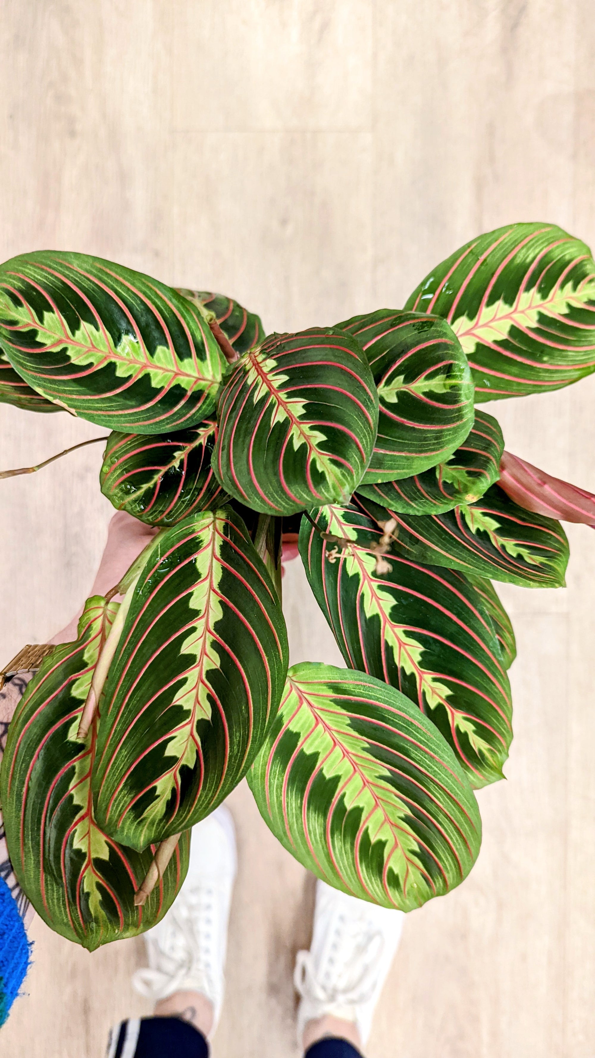 Maranta Leuconeura 'Fascinator'