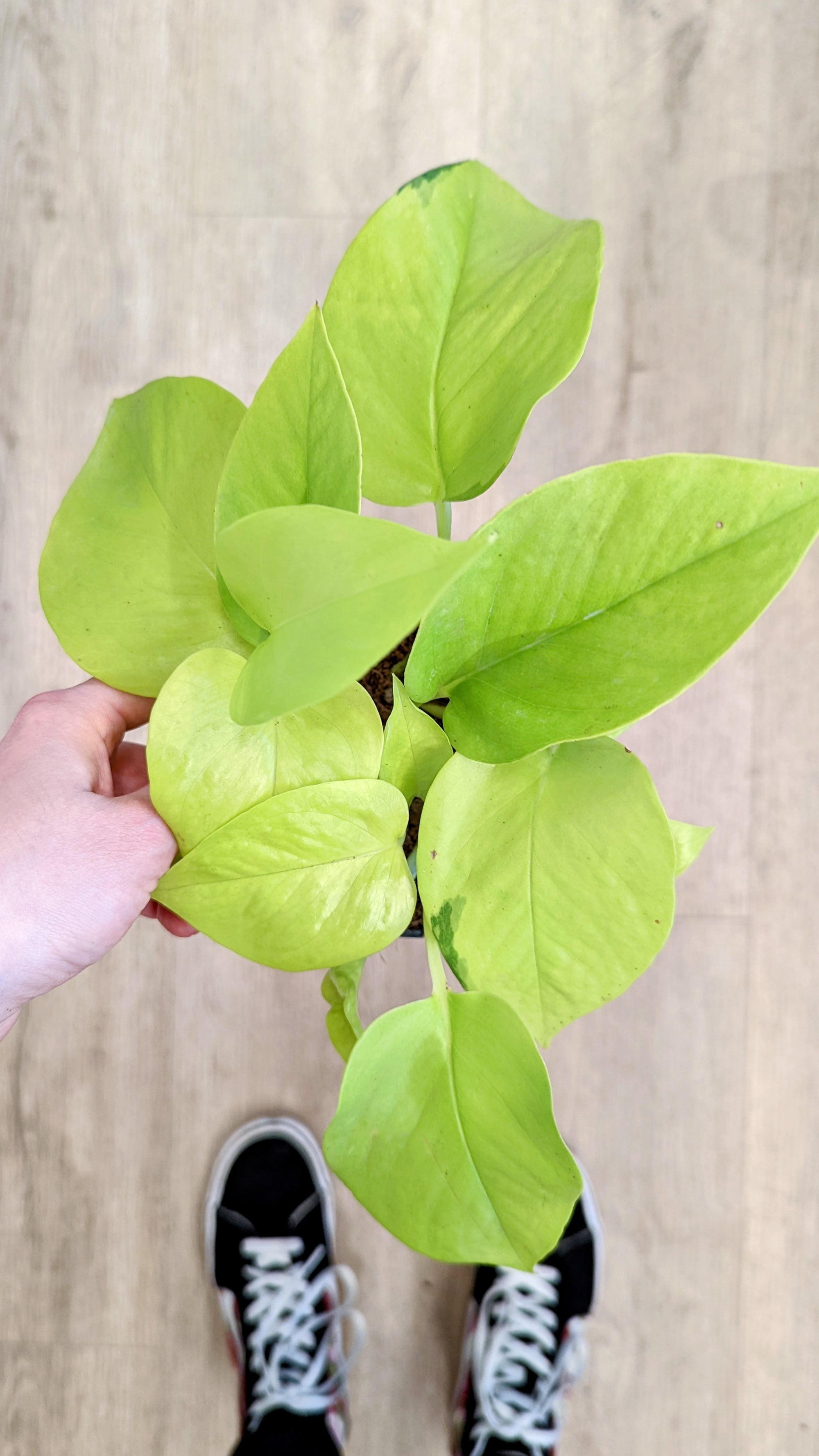 Epipremnum aureum 'Néon' (Pothos) (Plusieurs options)