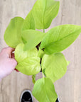 Epipremnum aureum 'Néon' (Pothos) (Plusieurs options)