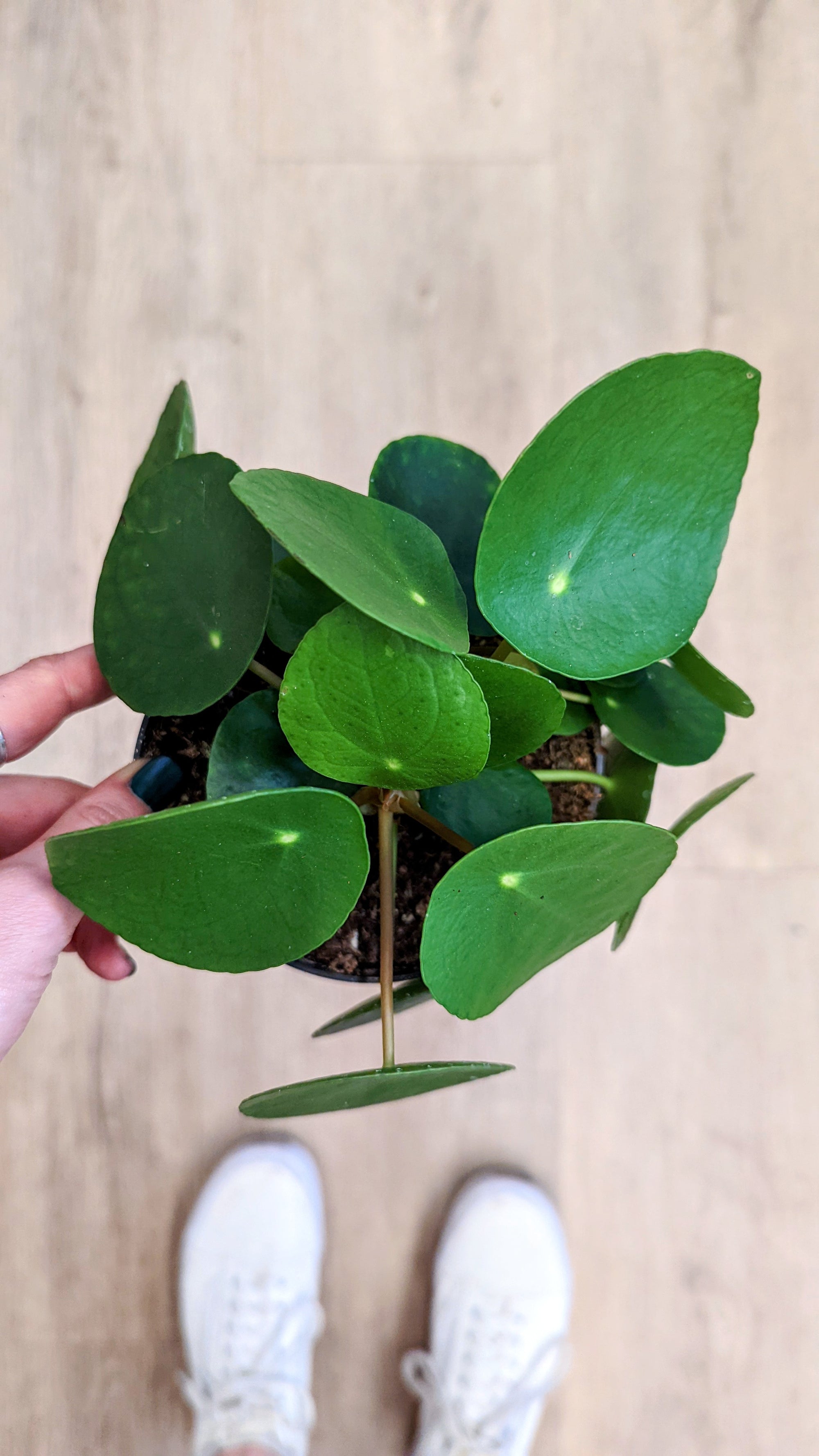 Pilea peperomoides (Plusieurs tailles)