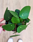 Pilea peperomoides (Plusieurs tailles)