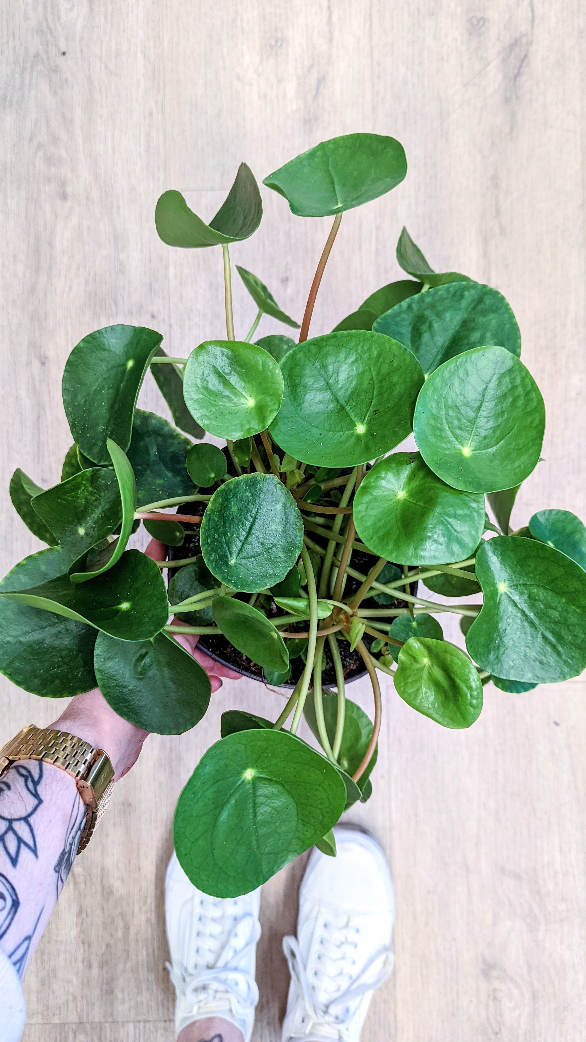 Pilea peperomoides (Plusieurs tailles)