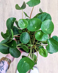 Pilea peperomoides (Plusieurs tailles)