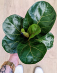 Ficus Lyrata Bambino