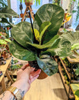 Ficus Lyrata Bambino
