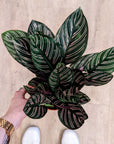 Calathea Sanderiana 'Ornata' (Plusieurs options)