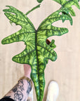 Alocasia 'Jacklyn'
