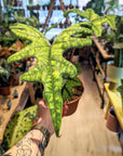Alocasia 'Jacklyn'