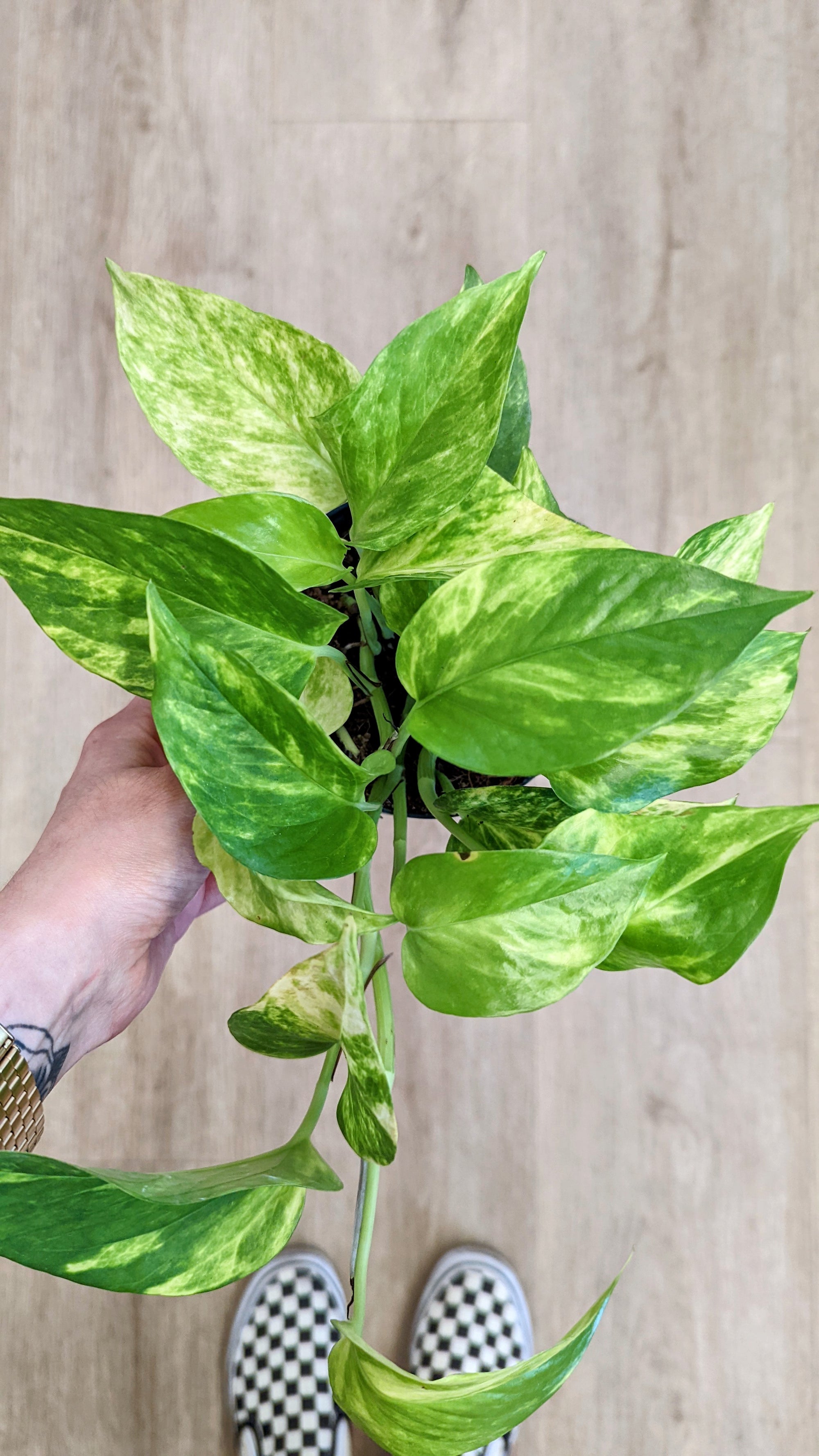 Epipremnum Pinnatum 'Hicolor' (pothos)