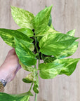 Epipremnum Pinnatum 'Hicolor' (pothos)